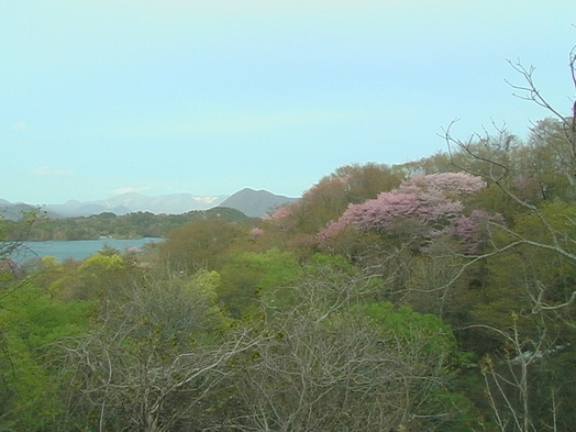 ミズバショウ湿原と桜巡りプラン【2食付】